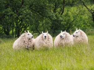 Cheviots on Chairman Jim Robertson's farm
