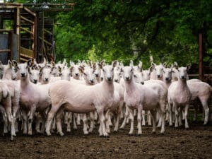 Cheviots on Chairman Jim Robertson's farm